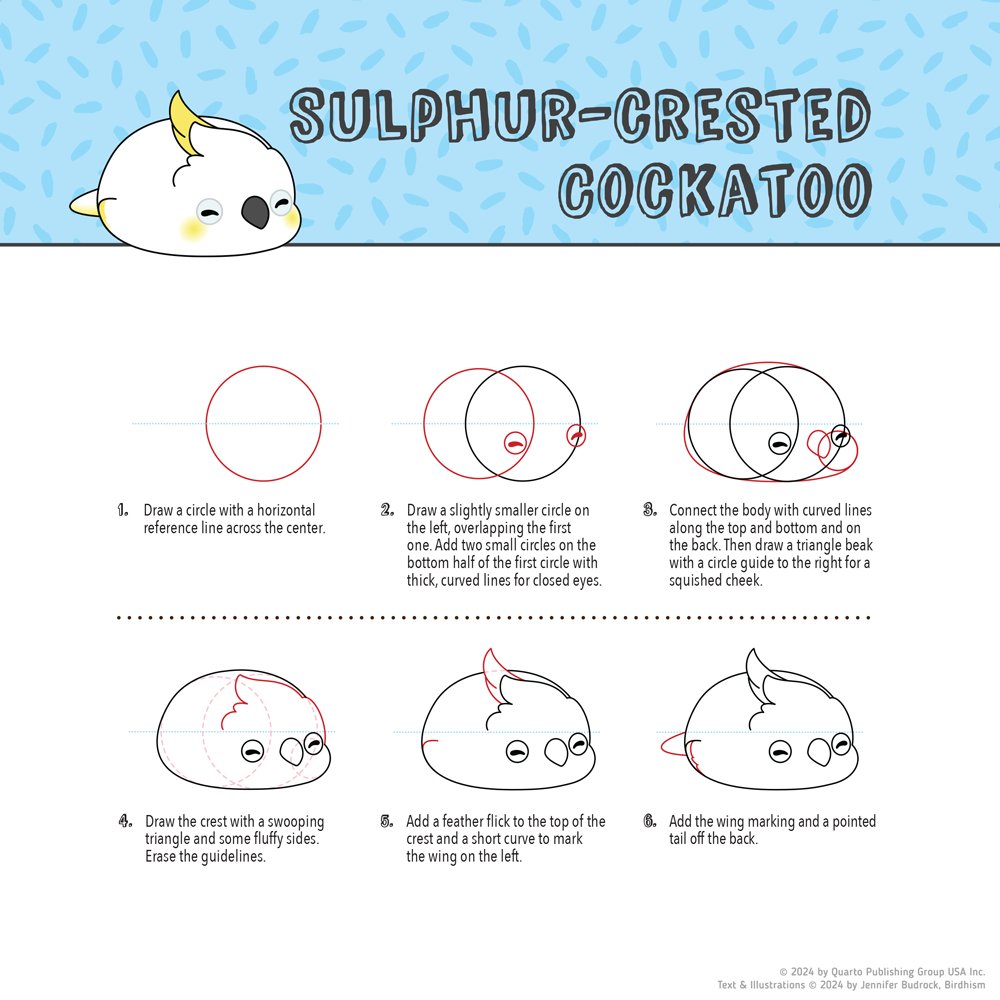 🐦A smol sample from my upcoming book! "Kawaii Birdies: Learn to Draw 80 Adorable Feathered Friends" out May 7th, available at most major retailers in the US & UK, or here: tinyurl.com/KawaiiBirdiesBoo… Feel free to practice drawing and sharing this loaf of a cockatoo ʚ('• ө •`)ɞ