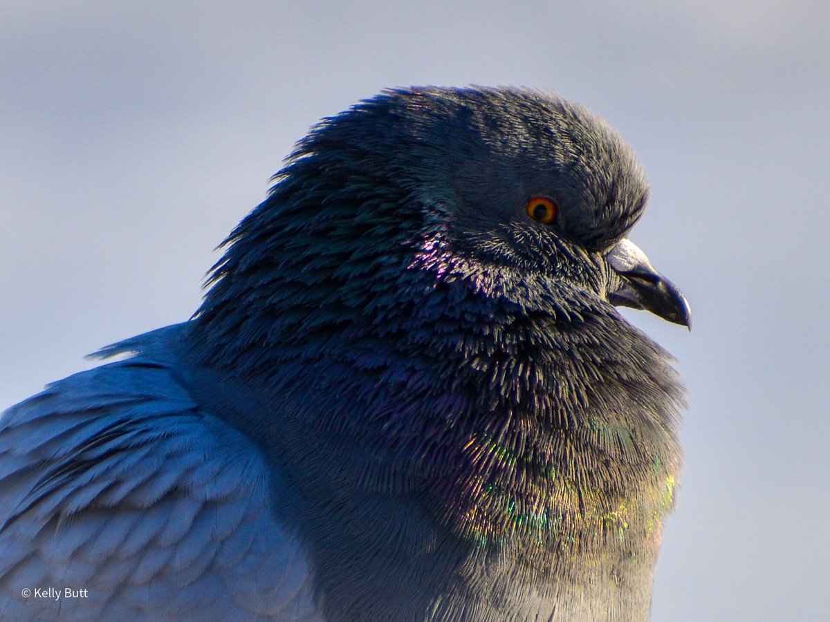 Rock pigeon enjoying the sunshine on this mild #NLwx day.

While sometimes a nuisance, I do like the iridescence.

#BirdsNL #nikonphotography