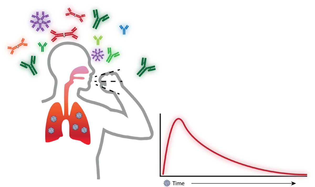 We often think of autoantibodies (anti-self) as flaws in immunity which lead to more severe viral infections, like COVID-19. <a href="/GhosnLab/">Ghosn Laboratory</a> and collaborators show anti-interferon autoantibodies associate with recovery from COVID with less severe symptoms. How could this work? 1/Thread