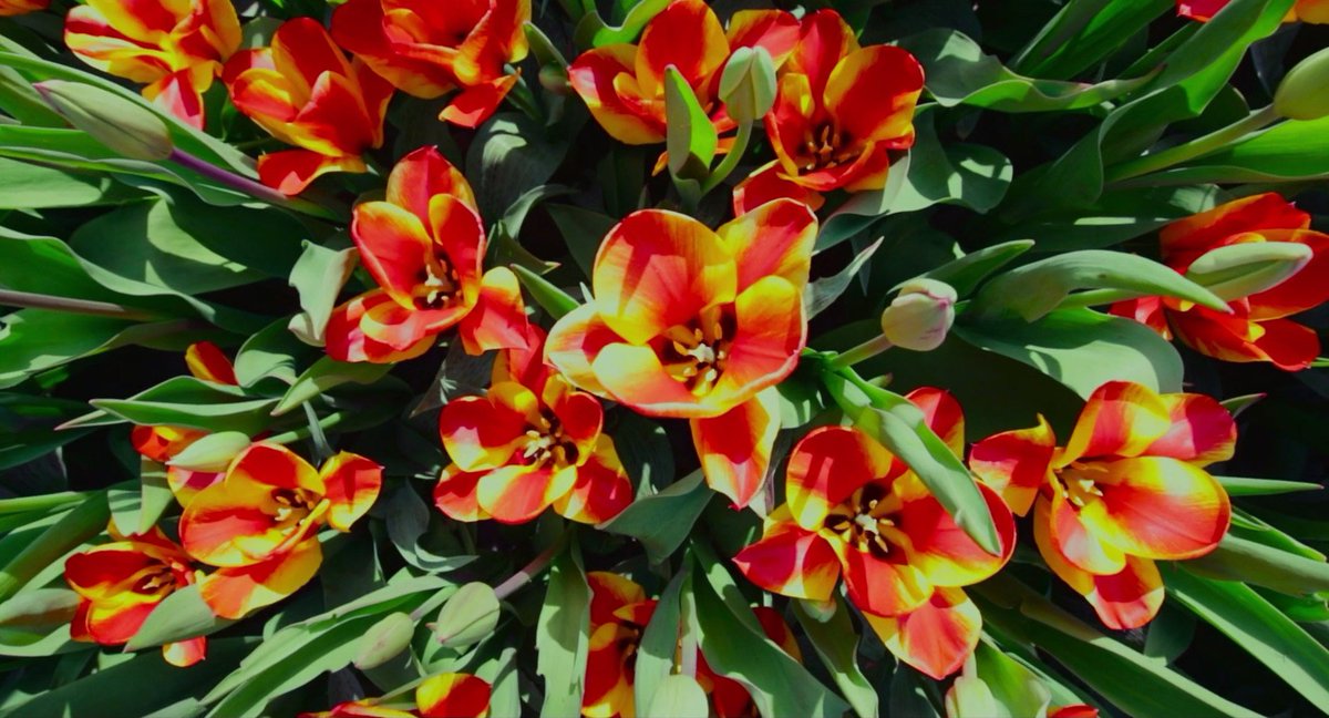 Trainspotting (2017)
Dir. Danny Boyle