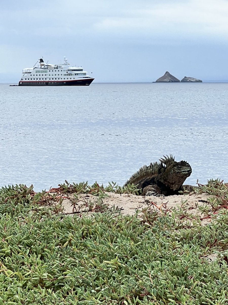 If you’re thinking of cancelling a Galapagos expedition because of the situation in Ecuador, I’d say think twice. It’s business as usual here in the islands and we’re hundreds of miles from the mainland, surrounded by nature <a href="/HX_Expeditions/">HX Expeditions</a> <a href="/MetroTouring/">Metropolitan Touring</a> #Ecuador #Galapagos