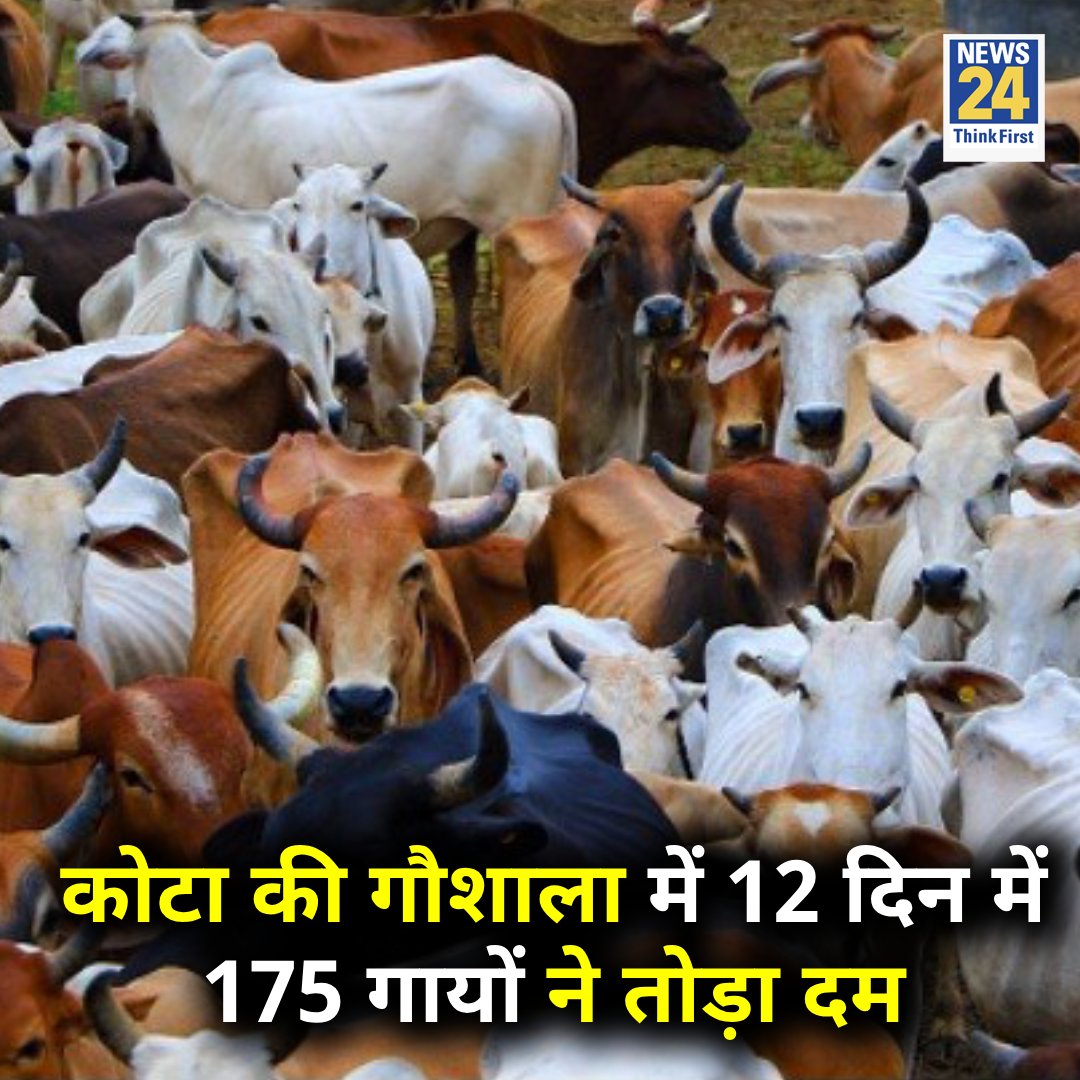 राजस्थान : कोटा की गौशाला में 12 दिन में 175 गायों ने दम तोड़ दिया 

◆ गुरुवार को 23 और शुक्रवार को 12 गायों ने दम तोड़ा

#Rajasthan | Kota | #Kota