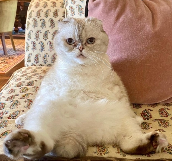 naayduuh's tweet photo. Olivia Benson is the cat of singer Taylor Swift, famous when her owner created her own Instagram account. Olivia is a Scottish Fold cat, currently worth about 97 million USD

All About Cats commented that Olivia's success has gone beyond her influence on Instagram. This cat has earned a large fortune by starring in music videos, having her own branded products, and participating in many heavily invested commercials.