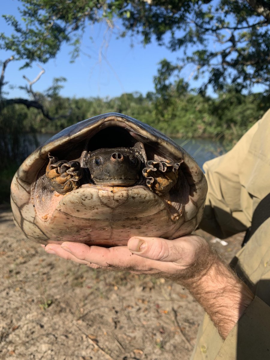 We ended up rescuing a critically endangered Hicatee (Central American River #Turtle) and 124 large fish (7 species) from a drying puddle today! The puddle was created when an ill-conceived logging road was put in at our site. They bulldozed in the creek feeding the lagoon... 1/4