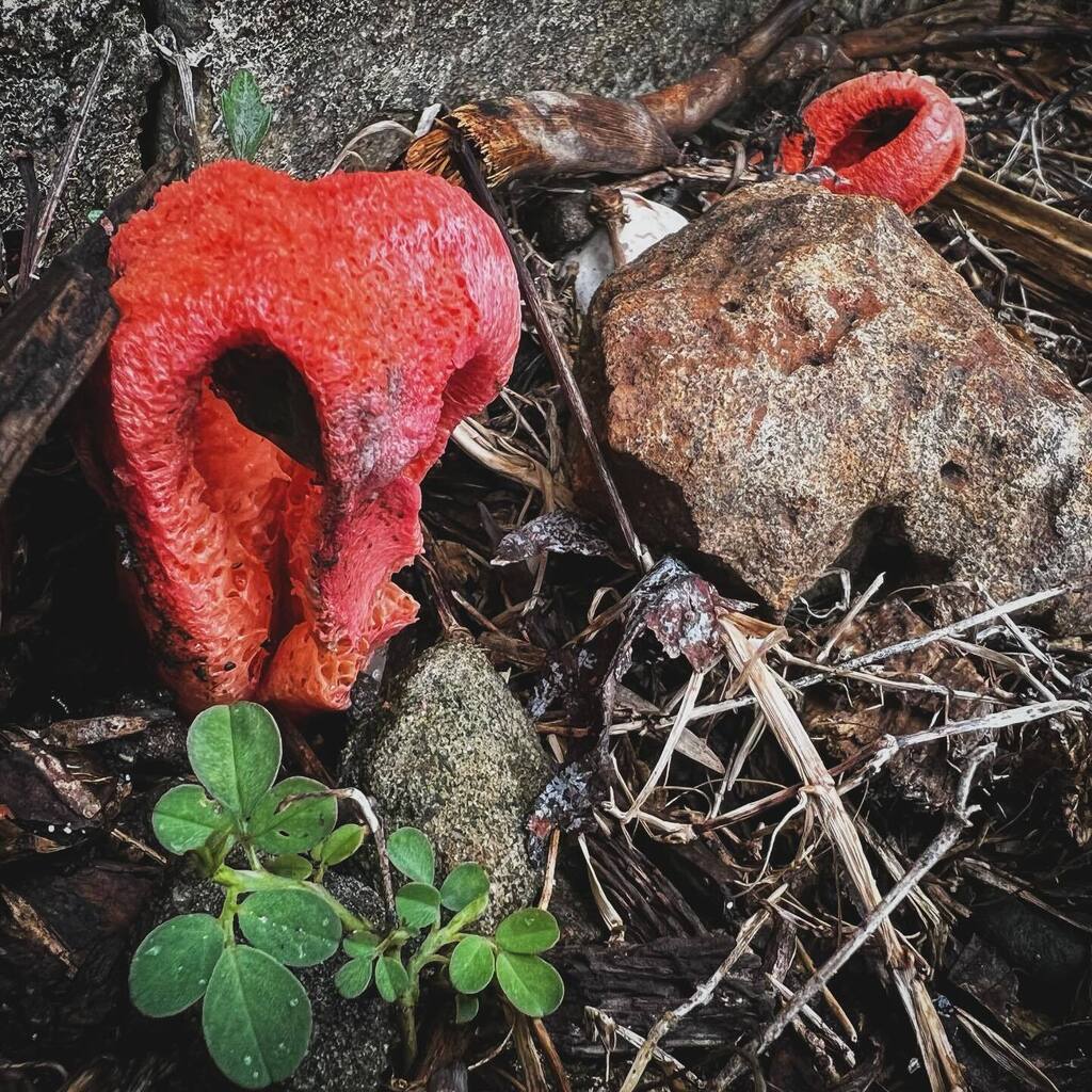 Column Stinkhorn. instagr.am/p/C2BYg2vuyfq/