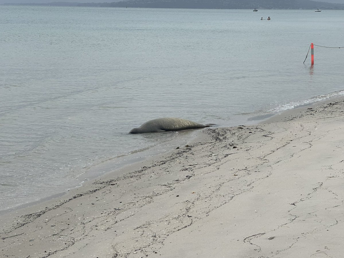 Crabeater seal a long way from home - McCrae, Victoria #wildoz #mammalwatching