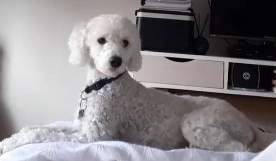 Molly2124's tweet photo. @todonoticias @susana2720 @mariomassaccesi #TNCentral Peluquería (corte y baño) para Taya y Simón $7500 c/u
Comida marca intermedia (Excellent) de 15kg que dura 2 a 3 meses con suerte, se 25mil a 39.750$ No quedará otra q hacerles arroz y pollito jaja Besos a Marina q la amamos https://t.co/Xe3m43MnHQ