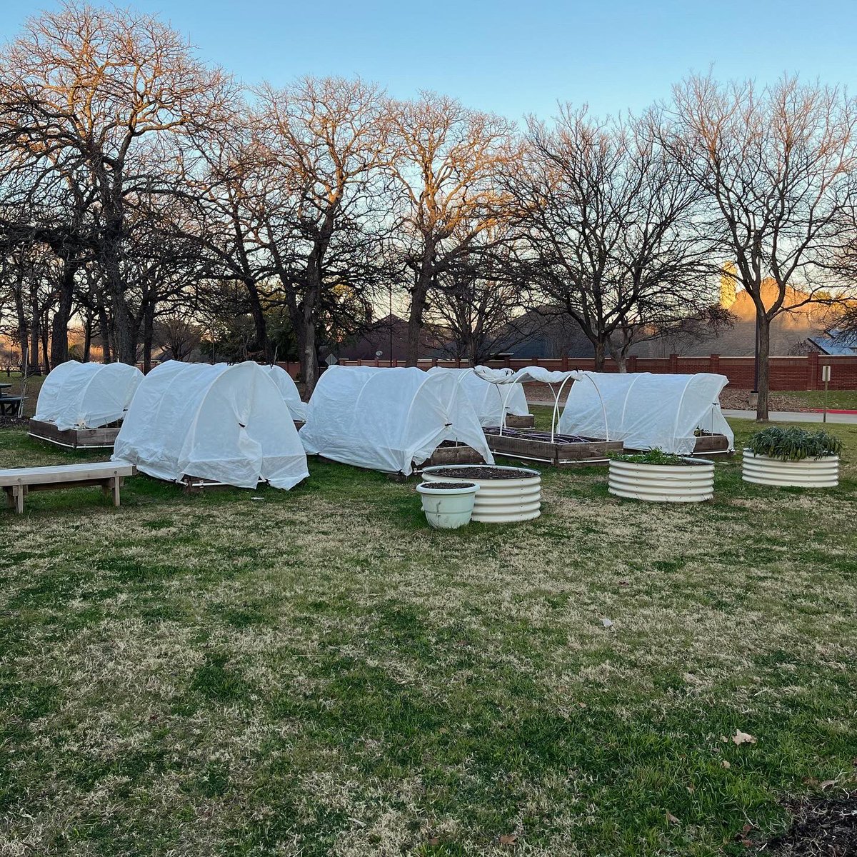 Veggies planted for <a href="/MetrocrestHelps/">Metrocrest Services</a> + <a href="/CoppellHigh/">🏫 Coppell High School 📚</a> garden covered by tarps for the low temps next week!! 🪴❄️ #CISDGoesGreen #CISDMissionImpossible #CHSEmbraceTheJourney