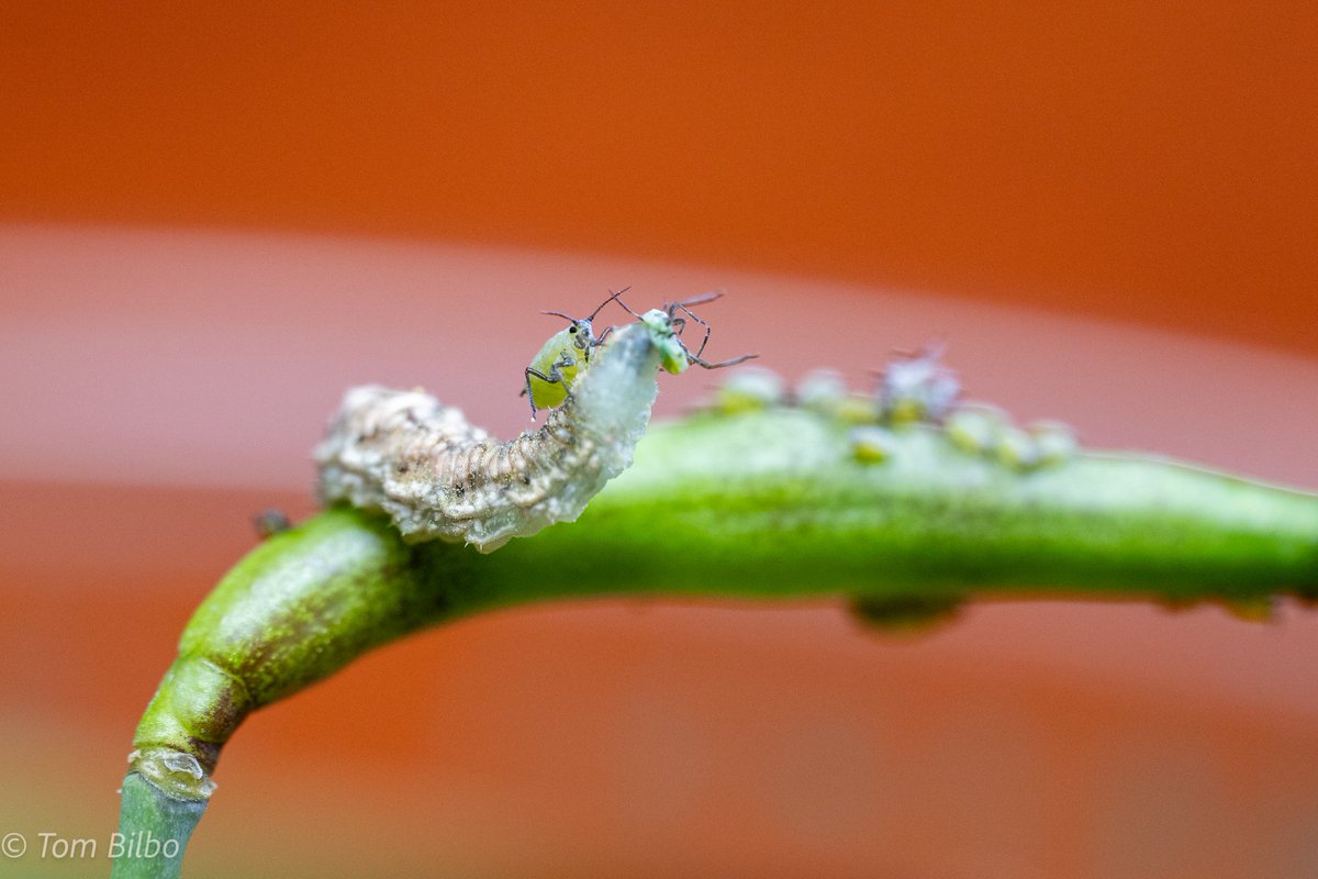 i call this one "Muad'Dib and the plantworm"