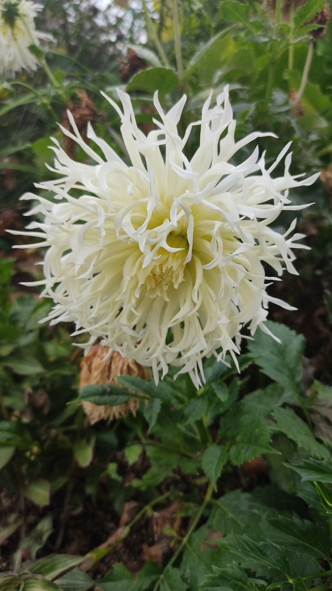 Diane_Mooon's tweet photo. Feux d'artifice de la nature, l'arbre a aussi un air de pissenlit géant vu du dessous !!!
#photodujour #photooftheday #photo #photographie #photography #nature #firework #flowerwork #enjoylittlethings #purplevibes 💜 https://t.co/DyQfM6R5Zo