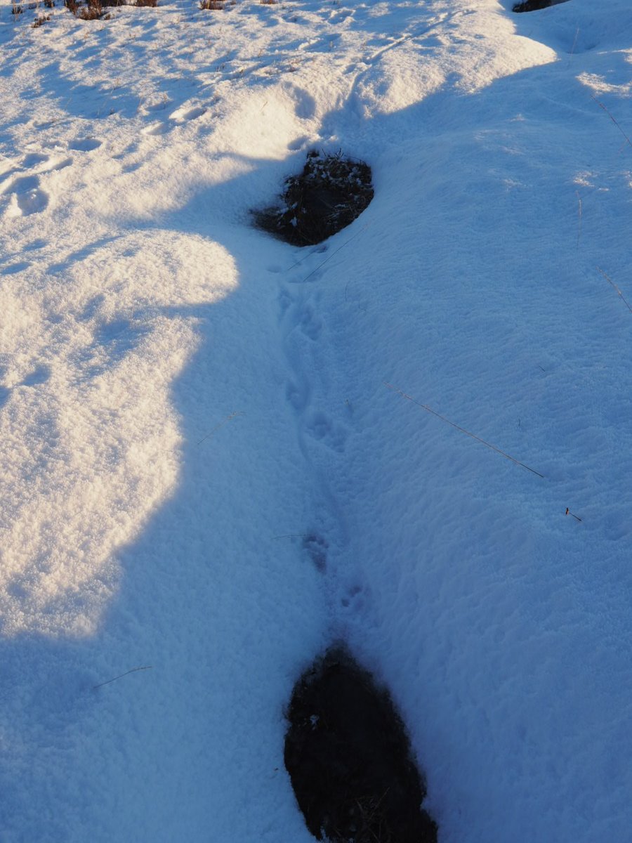 Encountered otter tracks quite high up on Beinn Bhrotain today. Interesting that they are raking around in this weather right up there ! @Mammal_Society #otters @N_T_S