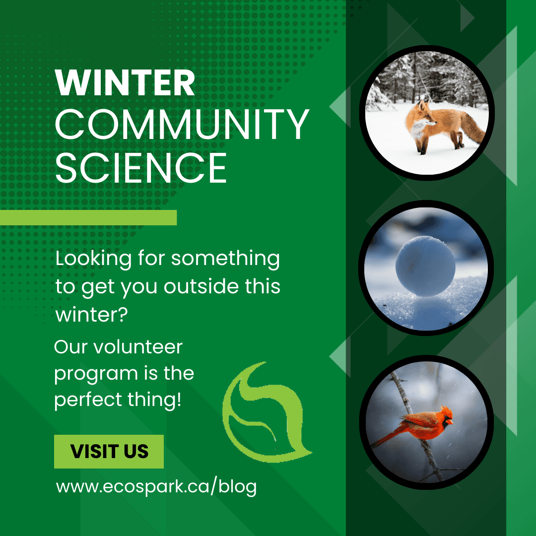 EcoSpark_Env's tweet photo. We have two exciting winter environmental monitoring projects. #SkNOWLEDGE involves monitoring local snowfall, while our #iNaturalist project involves monitoring local biodiversity. Volunteer as much time as you like, submitting as many observations as you are able to. https://t.co/zSF9Gd2LpB