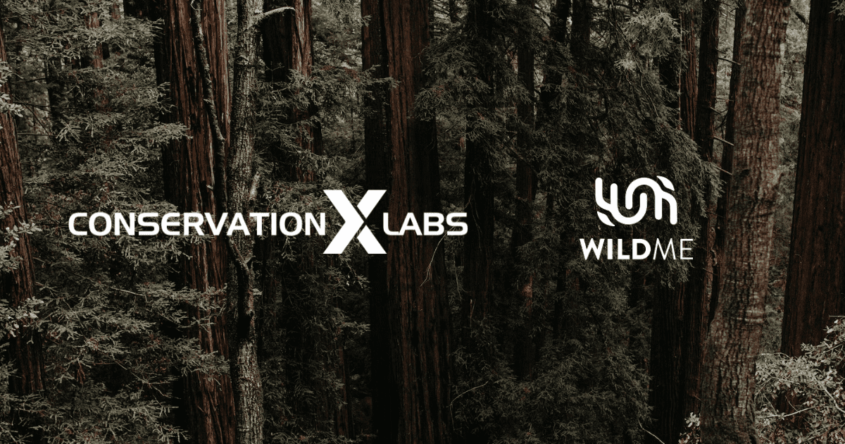 Conservation X Labs and Wild Me Forge Pioneering AI-Driven Conservation Partnership

#AI #artificialintelligence #audioanalysis #biodiversityprotection #biologists #Biotechnology #conservation #ConservationXLabs #dataanalysiscomplexity #Deeplearning

multiplatform.ai/conservation-x…