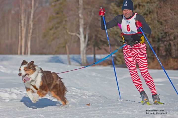 Gone but never forgotten. Until we meet again. #alaska #winter #skiing #skijor #skijoring #xcskiing #onthetrail #australianshepherd #aussielovers #aussie #redmerle #stud #whatadog #memories #badass