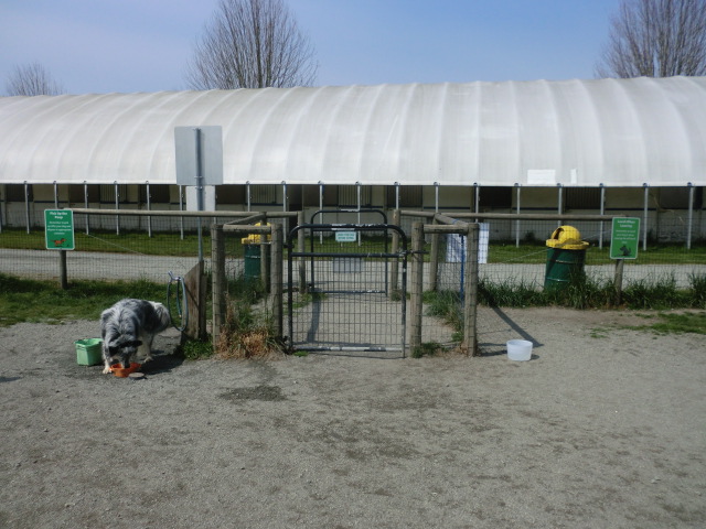 Friday Friends at the Dog Park! 
Albion Fairgrounds in Maple Ridge has a fully fenced and gated off-leash dog area and a small dog-only area! 
 #DogPark #FridayFriends #MapleRidge #OffLeash #DogArea #SmallDogs #petfoodnmore #dogs