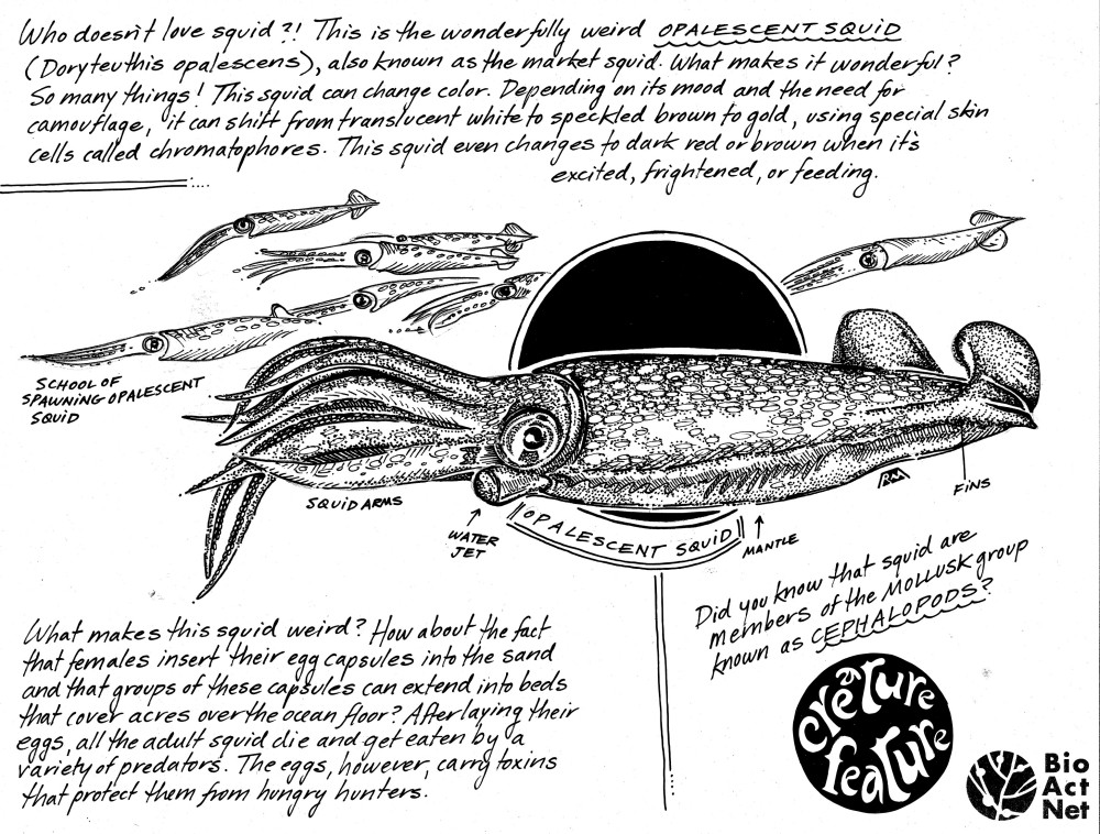 Our talented DCC team member Romney has made some BEAUTIFUL #SalishSea "Creature Feature" coloring sheets as part of the <a href="/UNOceanDecade/">UN Ocean Decade</a> endorsed #BioActNet project 🎨🦑🐳🌿

Download yours at 👉 tinyurl.com/8nha6yad
