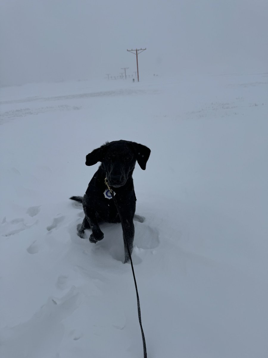 Snow and Blowing Snow ❄️… @OMAairport is out there somewhere ✈️ . Be Careful when traveling… 🐾