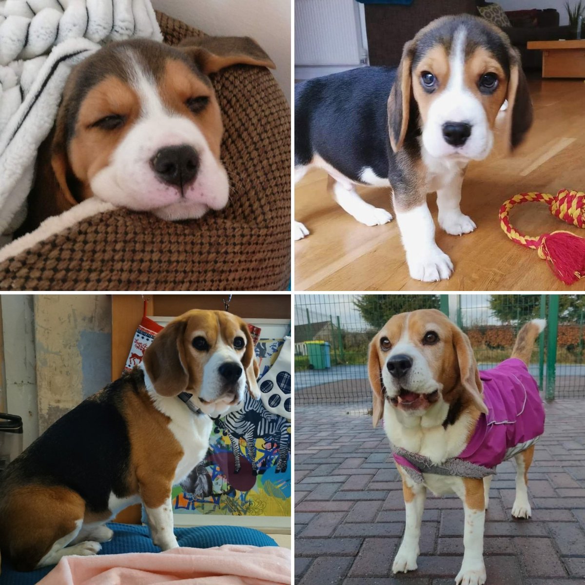 Six years ago this wee guy came into our lives.

Happy sixth Gotcha Day little Pablo buddy!

#beagle #gotchaday #myboy #dudeswithdogs #instadog #beaglegram