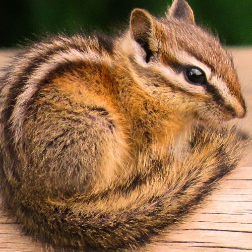 ACFSouthampton's tweet photo. January 20th ACF has an exciting new activity for our 13 and under crowd! The Briar Bush Animal Experience! Join us at our ACF Southampton location and meet one of Briar Bush’s animal curators and some of their coolest woodland buddies! Sign up here https://t.co/zfra9qWBjE https://t.co/gRC3Vngel4