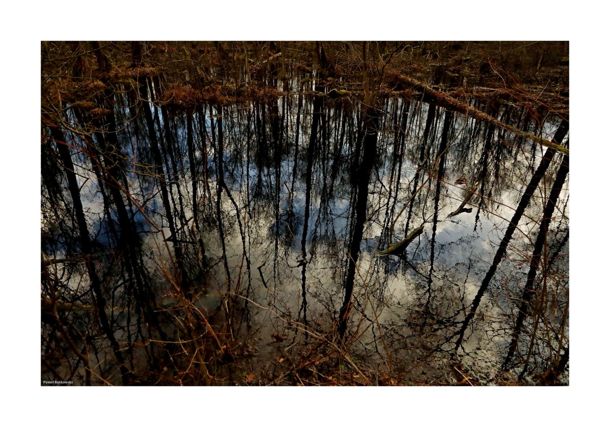 PaweRut98116786's tweet image. Światy pod stopami... / Worlds underfoot...

#LandscapeforSaturday #Polesie #bogs #trees #clouds #landscapephotography #ThePhotoHour
