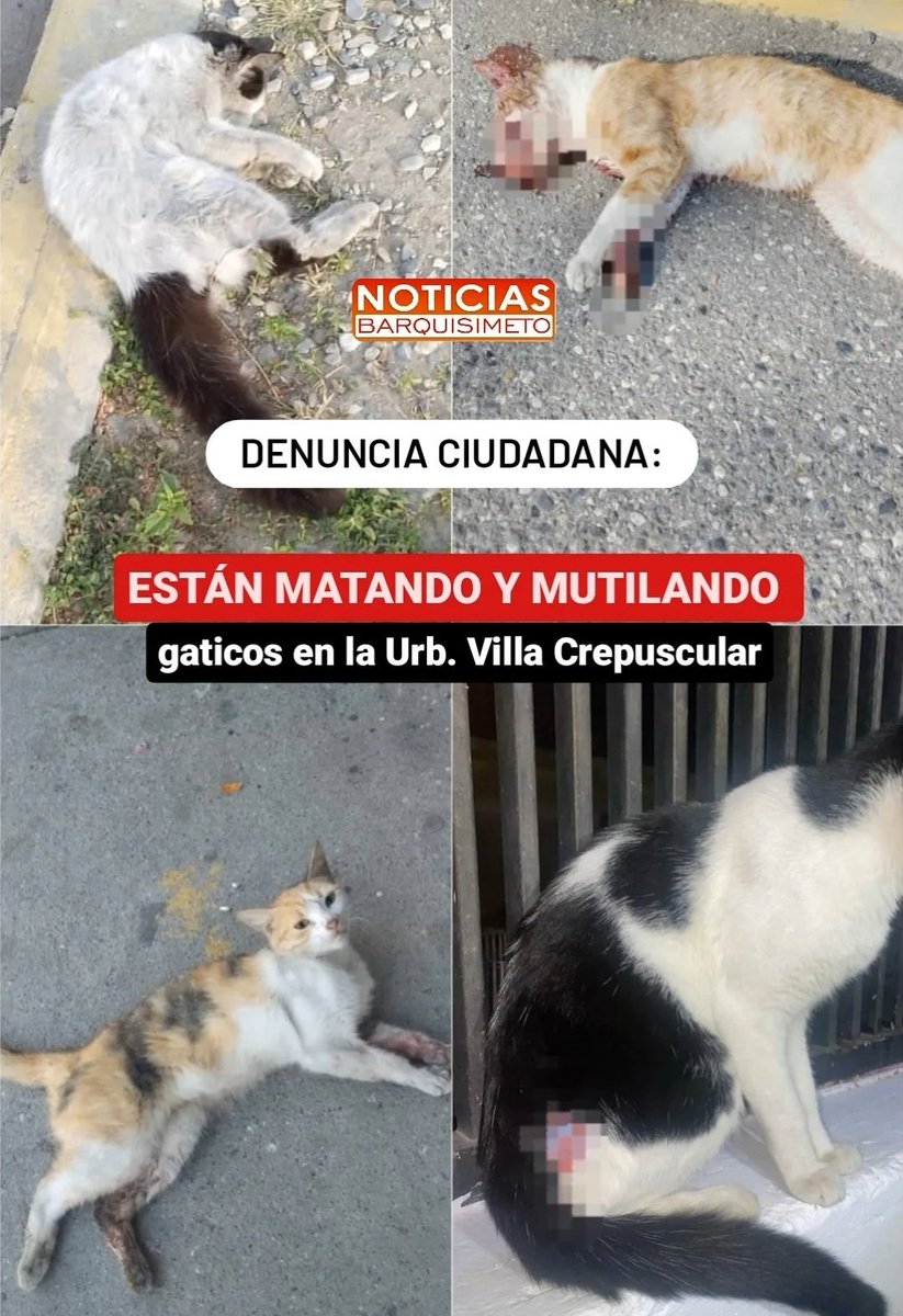 ⚠️ Denuncia ciudadana:
.
🐈 Están matando y mutilando gaticos en la Urb. Villa Crepuscular al oeste de Barquisimeto.