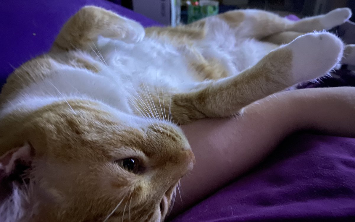 ausernameaaa's tweet photo. -selective with it, so unless we used to talk a lot and be fairly close, I may decline.

That’s all for now, have a pic of my cat Roland. https://t.co/a8w9sjmdrv