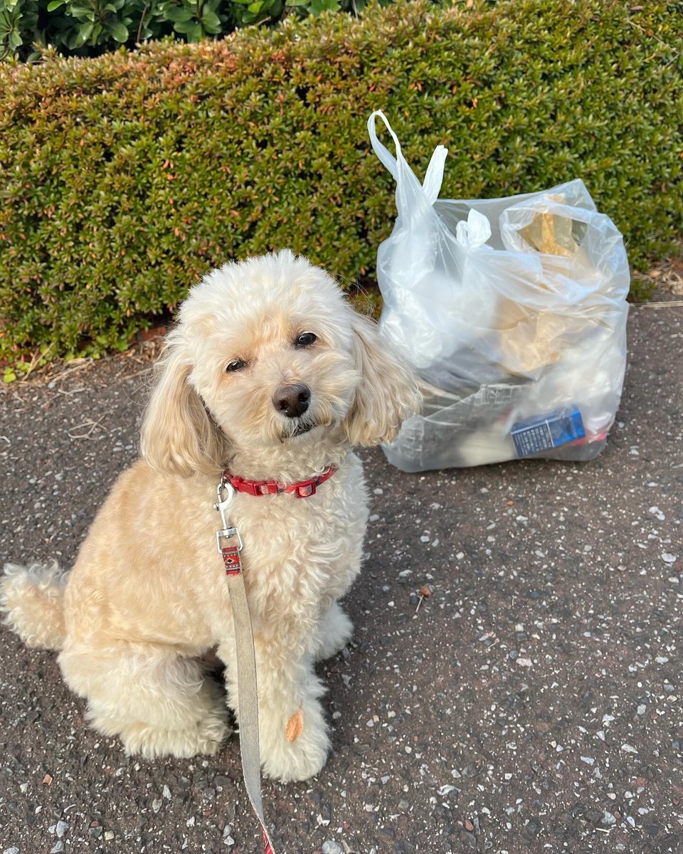2p4Qg3ZI3jQGQNU's tweet photo. 犬の散歩しながらゴミ拾い活動。
お散歩ピカピカ隊
300回チャレンジ 229回目。

目がハートのドナルドを拾いました。笑

#ゴミ拾い
#��域貢献
#社会貢献
#SDGs
#PloggingDog
#pickinguptrash
#こんなもの拾ったよ選手権 https://t.co/J9iOEFFxGG
