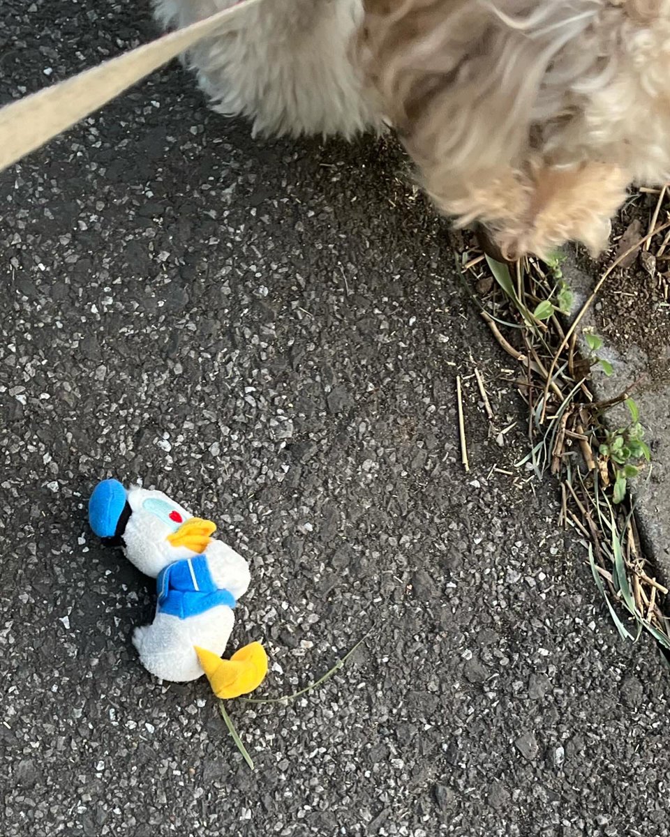 2p4Qg3ZI3jQGQNU's tweet photo. 犬の散歩しながらゴミ拾い活動。
お散歩ピカピカ隊
300回チャレンジ 229回目。

目がハートのドナルドを拾いました。笑

#ゴミ拾い
#��域貢献
#社会貢献
#SDGs
#PloggingDog
#pickinguptrash
#こんなもの拾ったよ選手権 https://t.co/J9iOEFFxGG