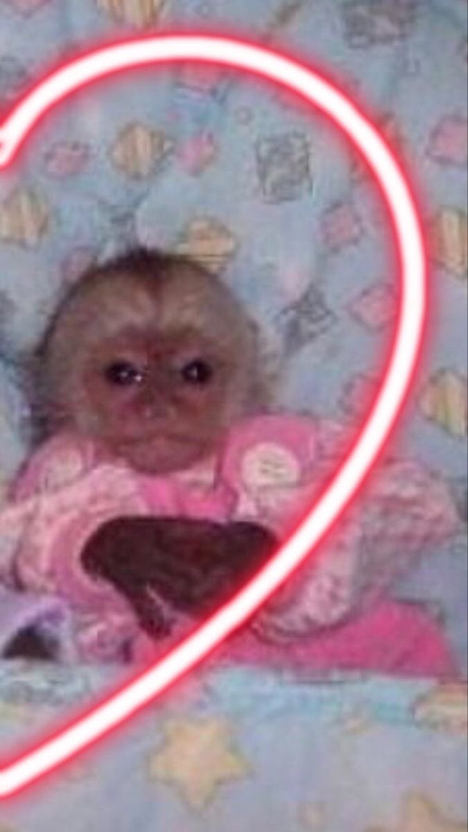 td dia uma metadinha diferente (@metadinhaxs) on Twitter photo 