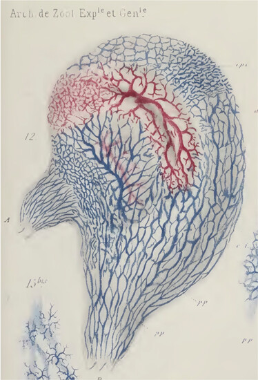 JEZB1904's tweet image. Check out the latest issue of JEZ-B:
Read about what Henri de Lacaze-Duthiers said about Ascidians, Vertebrates, and eco-evo-devo!
onlinelibrary.wiley.com/share/GQC7G8H6…