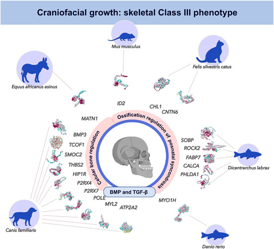 JEZB1904's tweet image. Check out the latest Issue of JEZ-B:
Read about a scoping review linking phenotypes between animal models and human genetics!
onlinelibrary.wiley.com/share/WPTU7YYT…