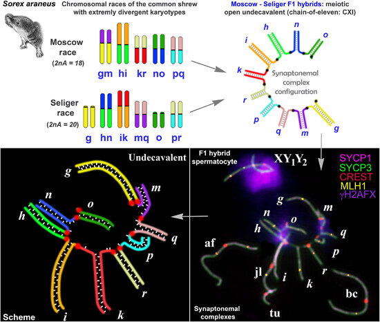 JEZB1904's tweet image. Check out the latest Issue of JEZ-B:
Read about how ridiculously long meiotic configurations do not cause complete sterility of hybrids in natural male hybrid shrews!
onlinelibrary.wiley.com/share/DMSCIESQ…