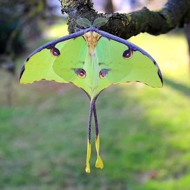 SearchRapusia's tweet photo. The beautiful African Moon Moth https://t.co/wDRUpV5ALh