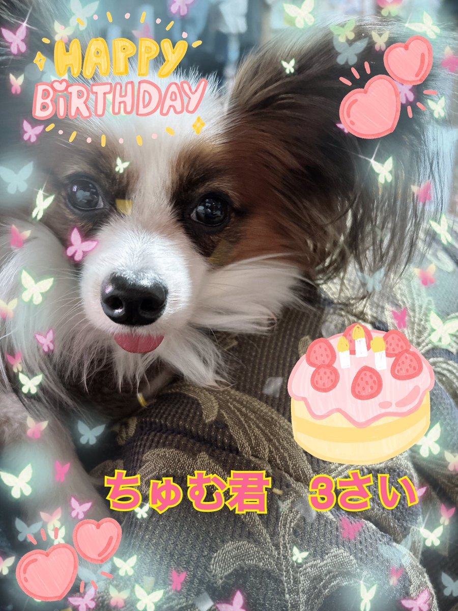 ruurei313's tweet photo. 1/12ちゅむ君、3才になりました。
なかなか体重が増えなくて
心配だけど、元気に過ごして
います。
いつも、癒しをありがとう
#パピヨン
#パピママ https://t.co/o0otmu2tnh