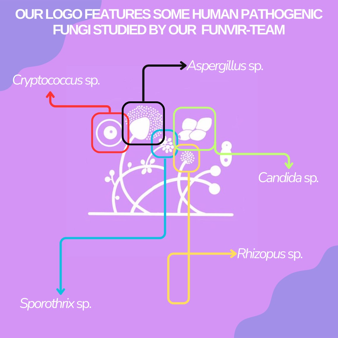 IFunvir's tweet image. Hello, medical mycology enthusiasts!!! How about learn more about our logo?
#fungus #mycology #inct