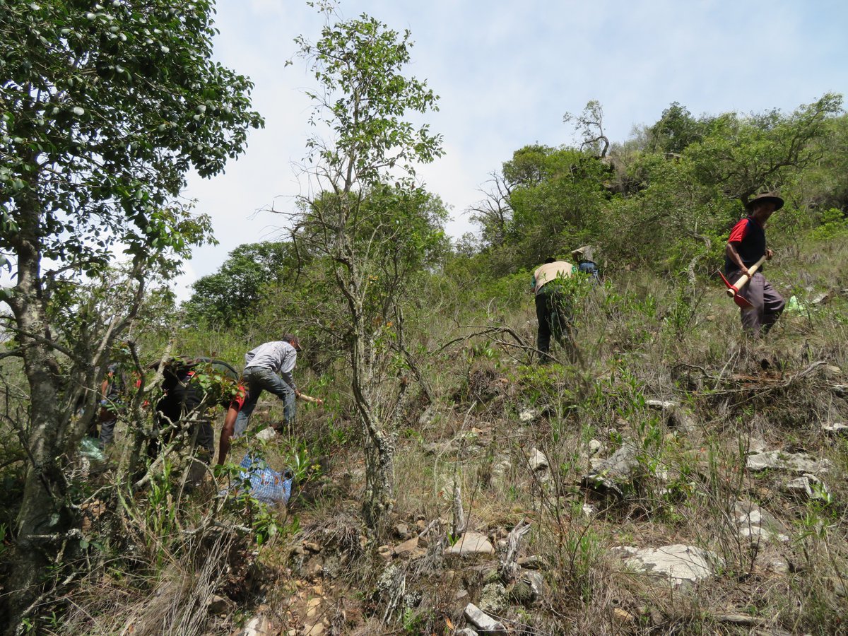 Planting 3000 Janchicoco Seeds to Restore Palm Forests After Wildfires in AMNI El Palmar
armoniabolivia.org/planting-3000-…