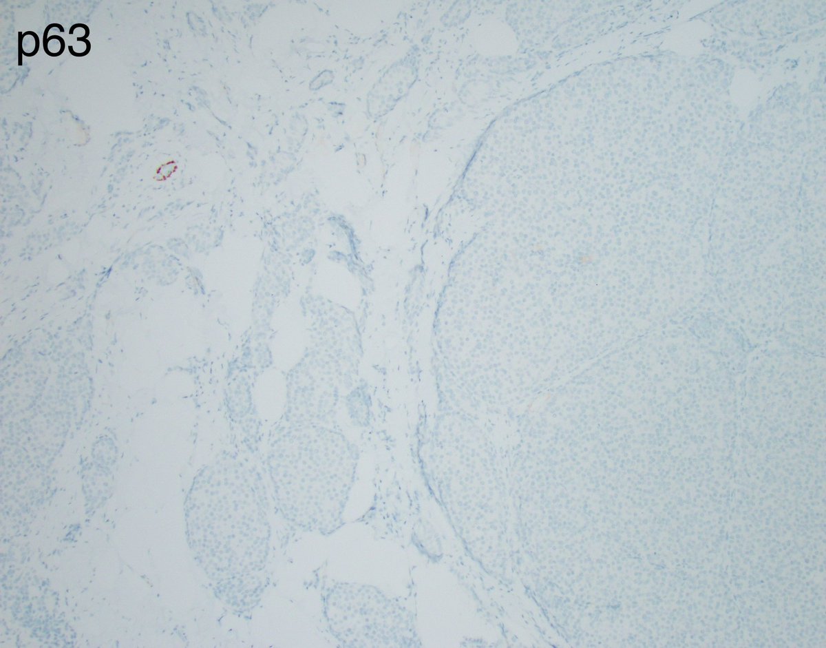 Fouad Boulos tweet media