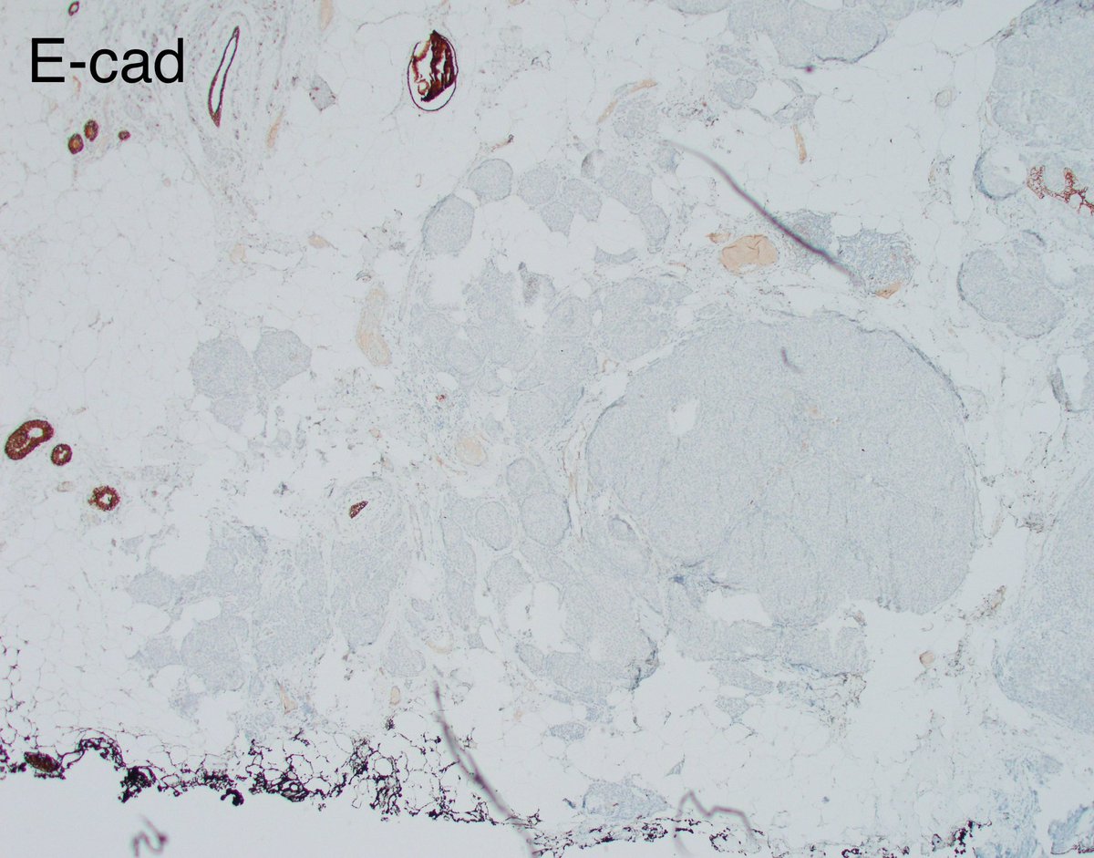 Fouad Boulos tweet media