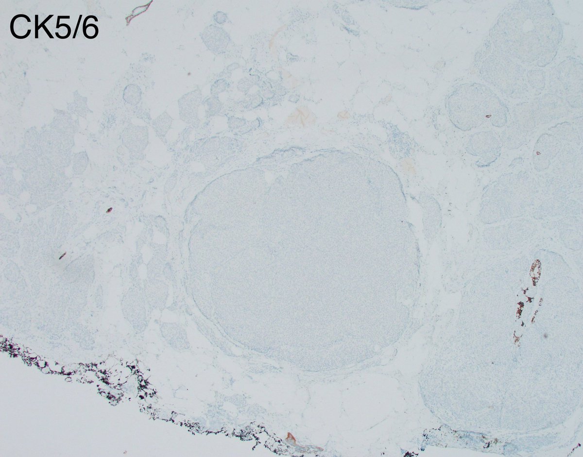 Fouad Boulos tweet media