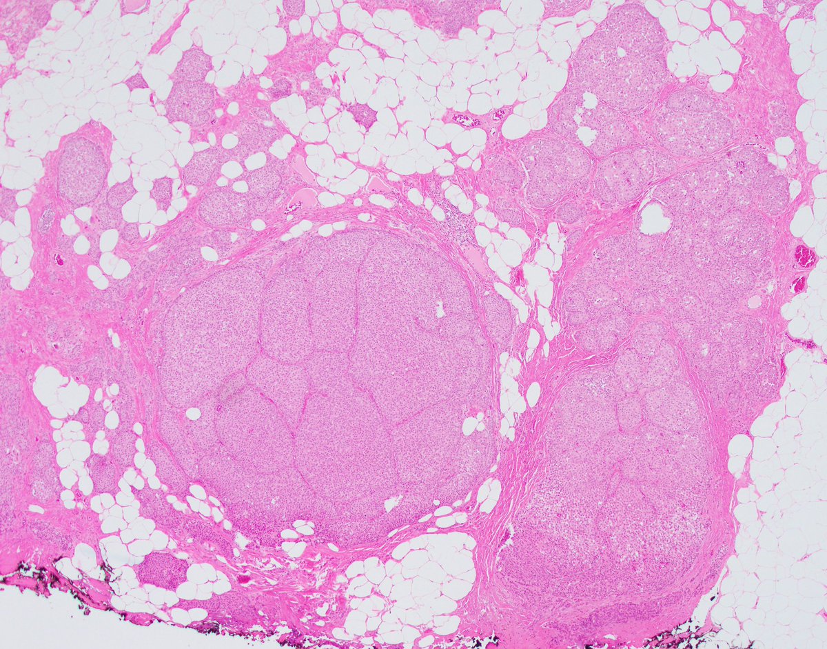 Fouad Boulos tweet media