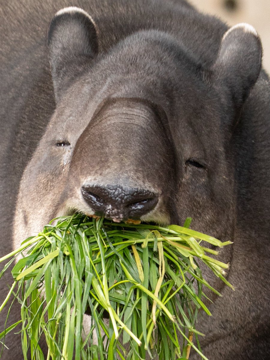青草食べるベアードバク大大大好き。