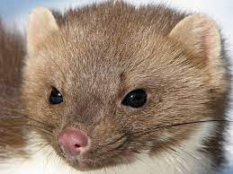 Я все дитинство боявся куниць бо вони їли курей, а вночі скакали на горищі. В моїй уяві це було шось інфернальне. 
Тим часом куниця: