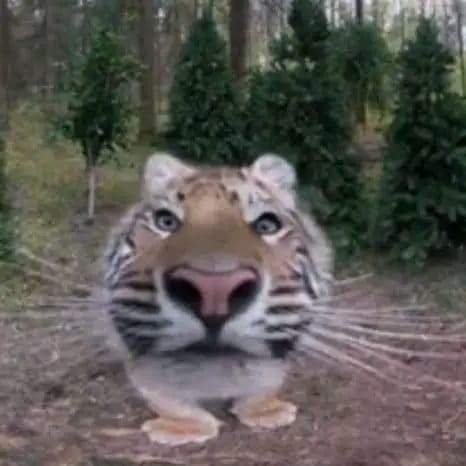 jesushanco2's tweet photo. @KingGloglo @TwitchLatam Mano y ahora cómo me chaqueteo 🥺😾😿😿😿 https://t.co/KWyXNj6srj