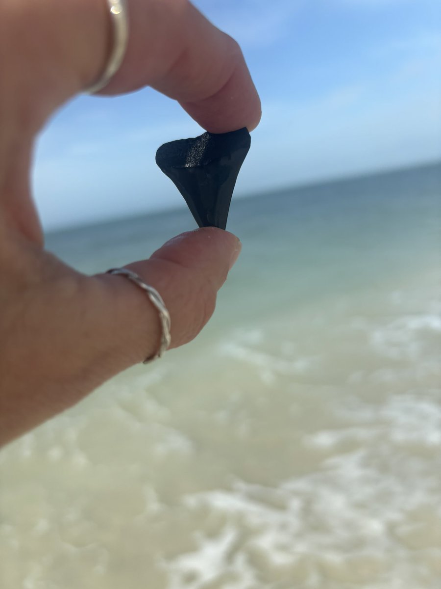 Shark!!!!