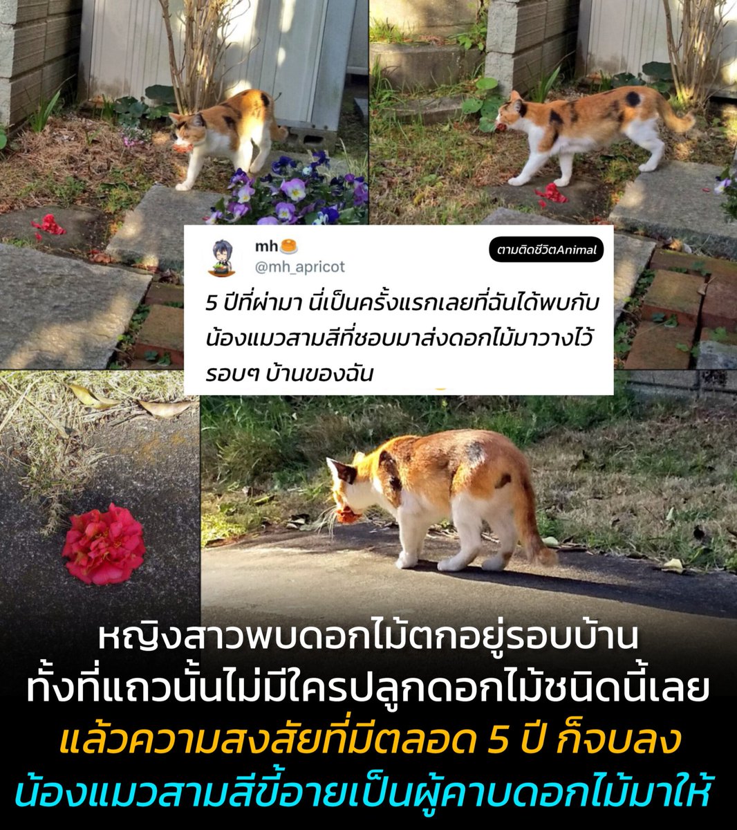 หญิงสาวชาวญี่ปุ่นเจอดอกไม้ตกอยู่รอบบ้าน  ไม่รู้ว่าใครนำมาวางไว้นานกว่า 5 ปี ทั้งที่ระกวกบ้านก็ไม่มีมครปลูกดอกไม้ชนิดนี้จนวันหนึ่งเจอบังเอิญเจอเข้ากับคนคนนั้น ก็ทำเอารู้สึกอบอุ่นหัวใจได้เหมือนกัน อื้ม...ก็นึกว่ามีผู้ชายที่ไหนมาจีบ (รูปเพิ่มเติมในคอมเม้นท์ฮะ)