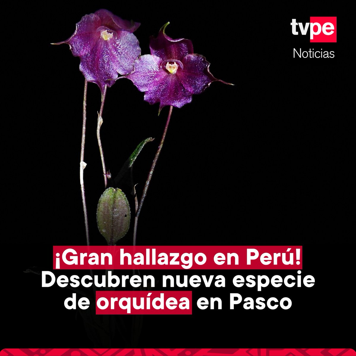 👏🌷 ¡Nuevo hallazgo en Perú! 🇵🇪 Un grupo de botánicos peruanos descubrió una nueva especie de orquídea en el Parque Nacional Yanachaga Chemillén en la región Pasco, informó el Sernanp.

🌺 Se trata de una orquídea de color violeta registrada a 3 590 metros de altitud sobre una