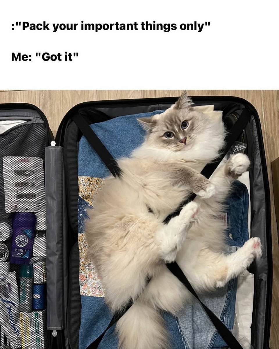 cats with powerful impression 🐾 tweet media