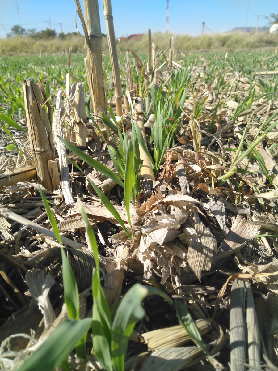 Cultivo de cebada establecidos sobre residuos de maíz y sorgo 🌾🌾