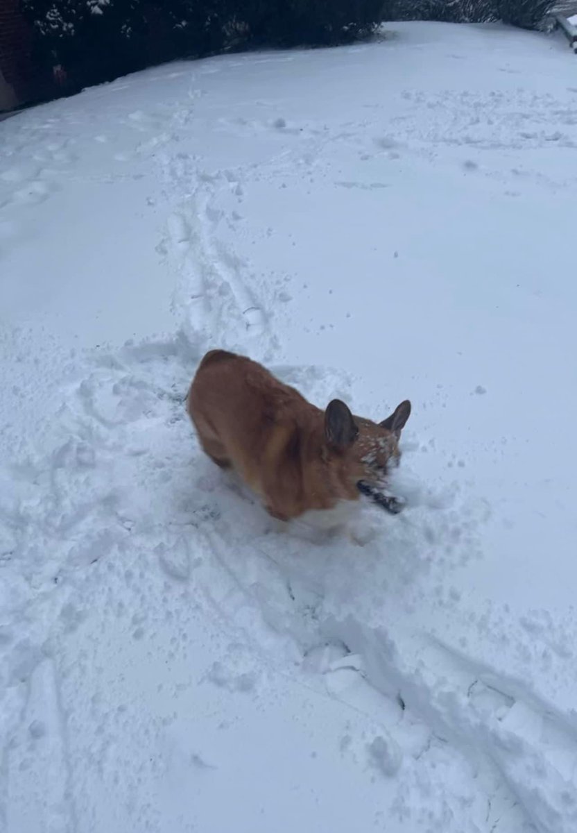 Snow day! ☃️