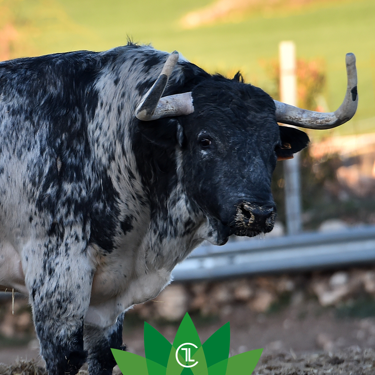 El toro de lidia, una joya en la corona de la biodiversidad. 🌐🌼

#sialostoros #campobravomexicano #torobravo #ecologia